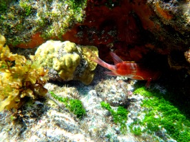Fish at Corals