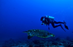 Blue ocean - Diving with tortoise